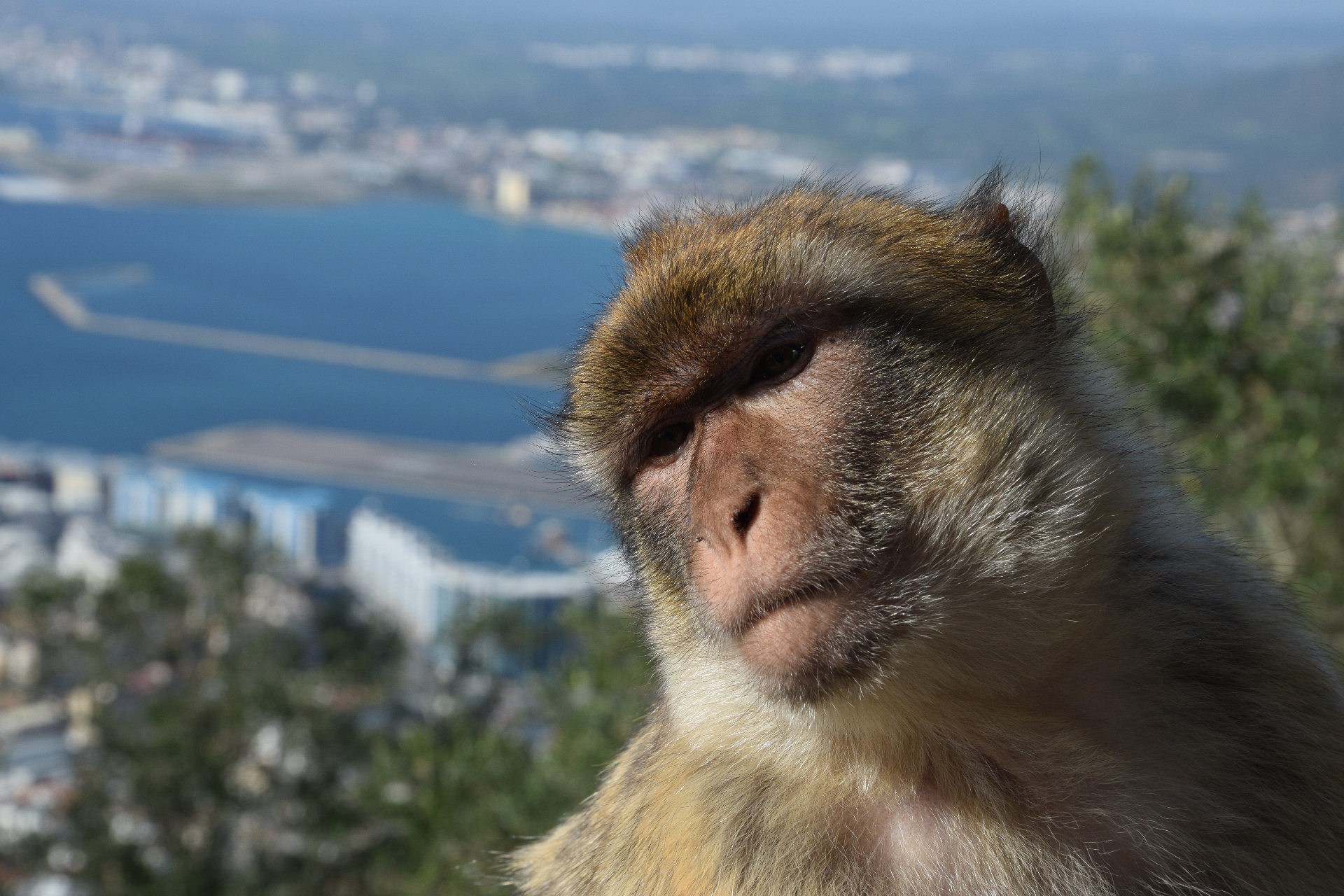 Meet the Famous Barbary Macaques