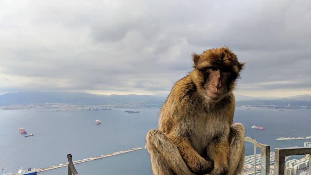 The Barbary Macaques