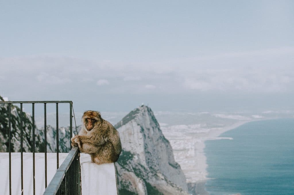 Gibraltar Barbary Macaques